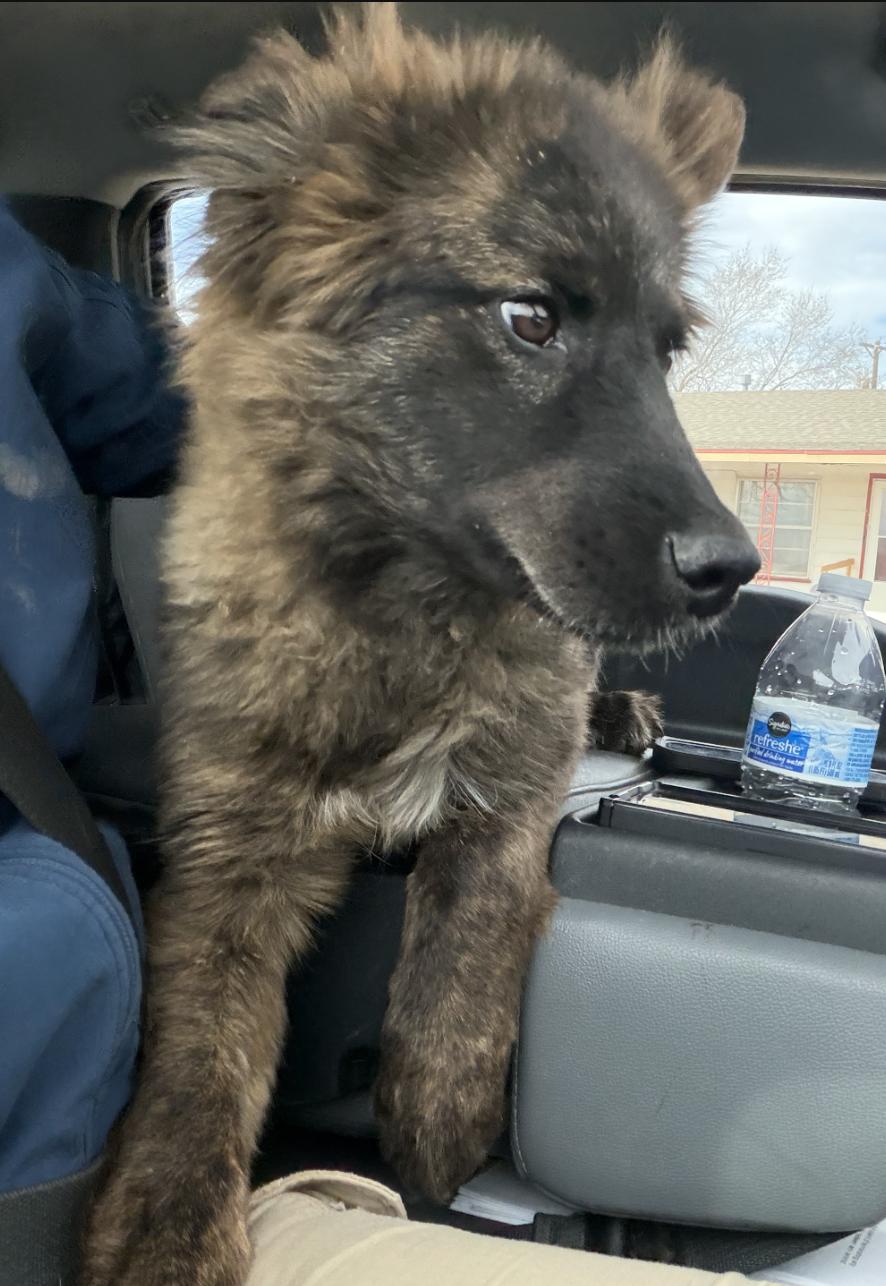Bonzai, Adopted, Young Male Dutch Shepherd & German Shepherd Dog.