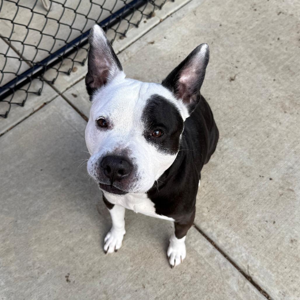 Dozer, Adoptable, Adult Male Pit Bull Terrier.