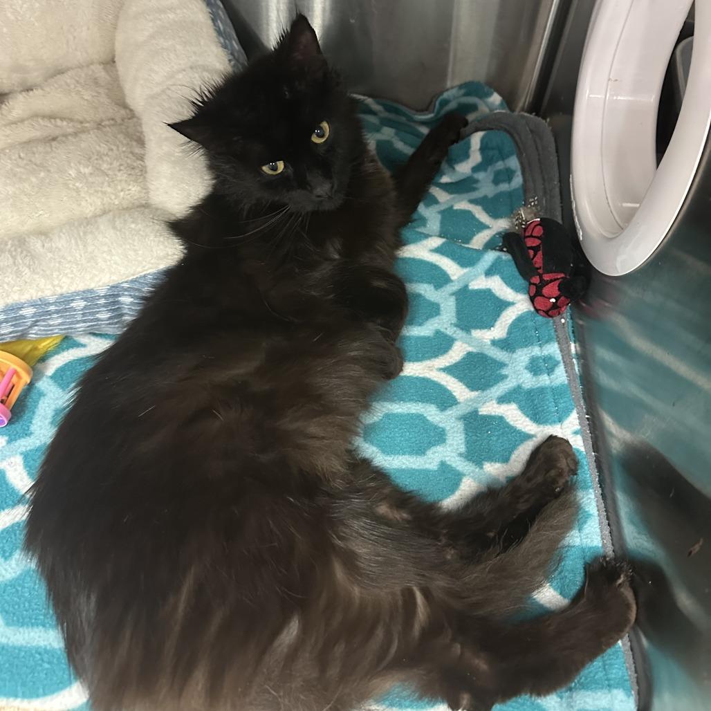 Enlarge Rosie, a Adoptable Domestic Long Hair in Saratoga Springs, NY image 1/3