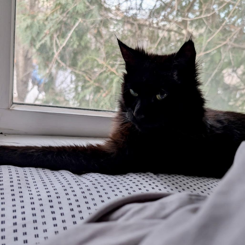 Enlarge Rosie, a Adoptable Domestic Long Hair in Saratoga Springs, NY image 2/3