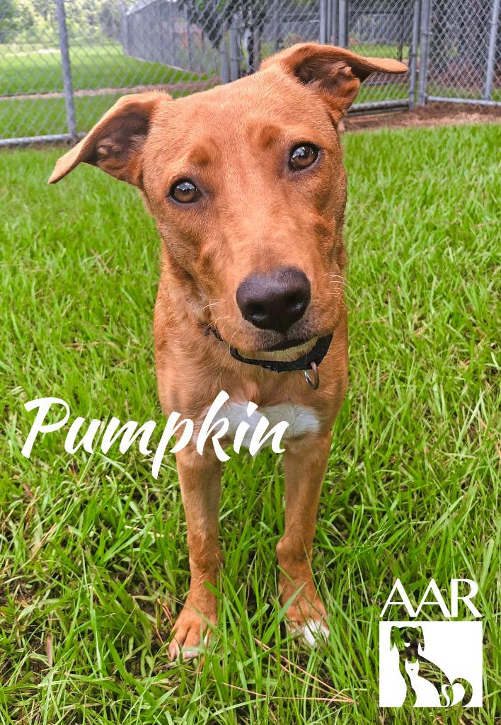 Pumpkin, Adoptable, Young Female Redbone Coonhound & Black Mouth Cur.