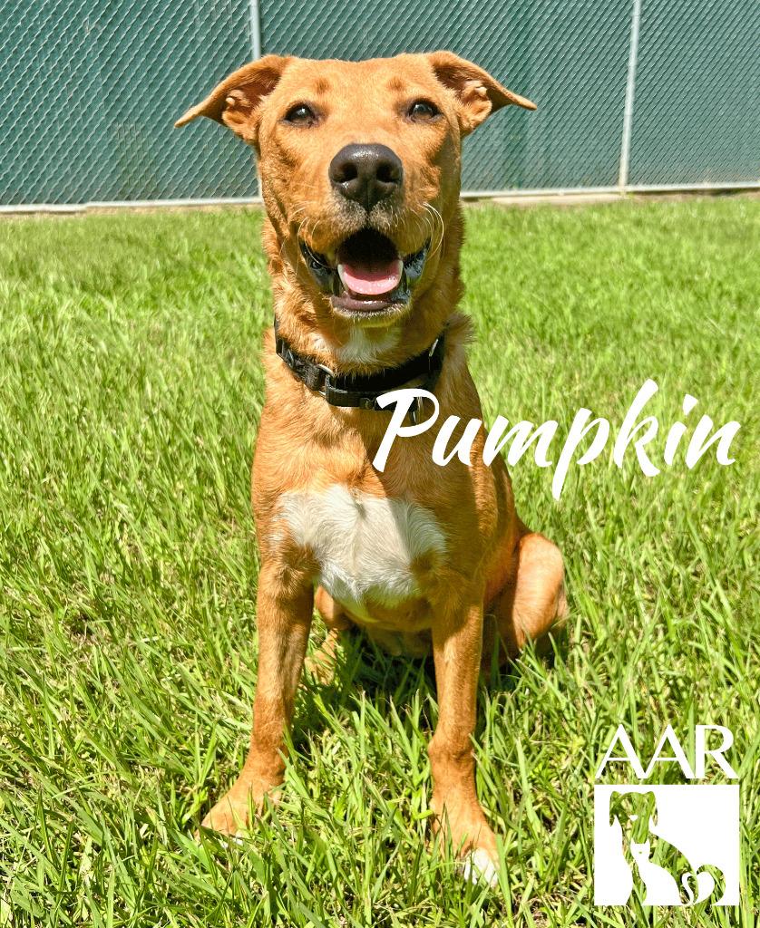 Pumpkin, a Adoptable mixed breed in Magnolia, TX image 2/6