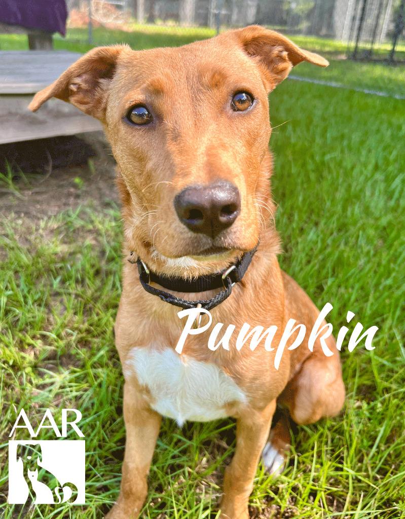 Pumpkin, a Adoptable mixed breed in Magnolia, TX image 3/6