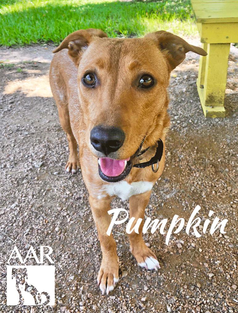 Pumpkin, a Adoptable mixed breed in Magnolia, TX image 4/6