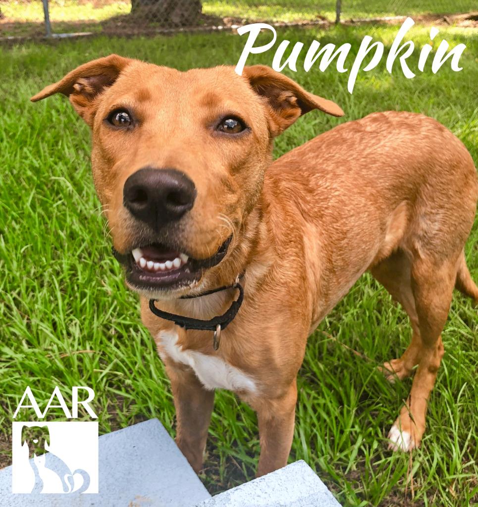 Pumpkin, a Adoptable mixed breed in Magnolia, TX image 5/6