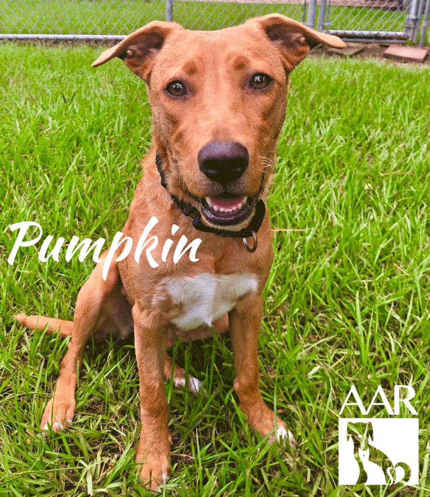 Pumpkin, a Adoptable mixed breed in Magnolia, TX image 6/6