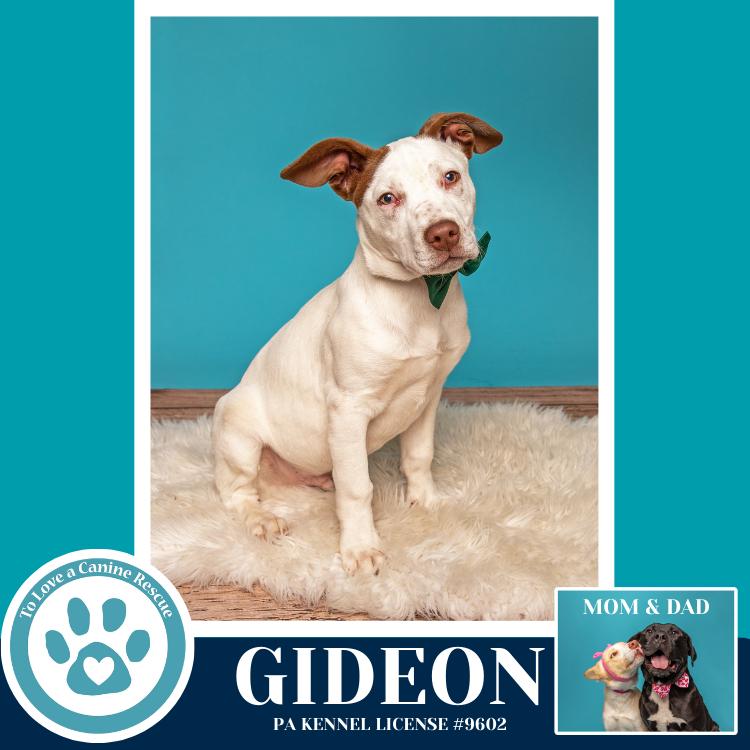 Enlarge Gideon (Anabelle-Solomon Pup) 020726, a Adoptable mixed breed in Kimberton, PA image 1/6