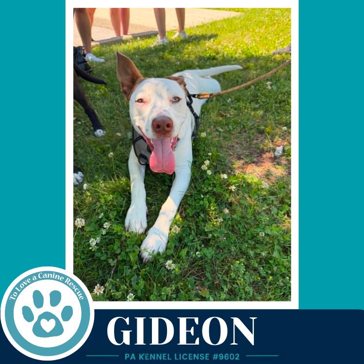 Enlarge Gideon (Anabelle-Solomon Pup) 020726, a Adoptable mixed breed in Kimberton, PA image 2/6