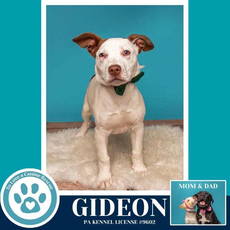Enlarge Gideon (Anabelle-Solomon Pup) 020726, a Adoptable mixed breed in Kimberton, PA image 2/6