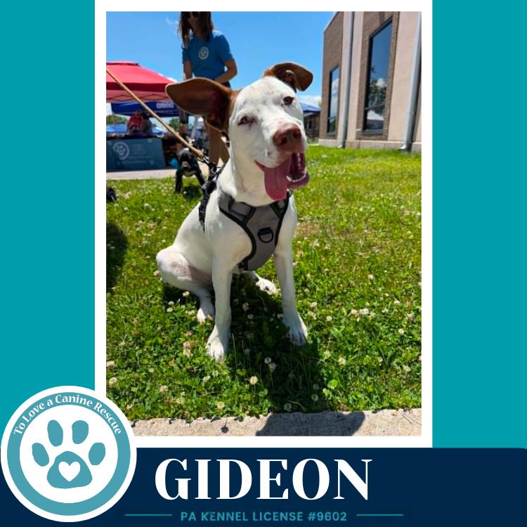 Enlarge Gideon (Anabelle-Solomon Pup) 020726, a Adoptable mixed breed in Kimberton, PA image 3/6