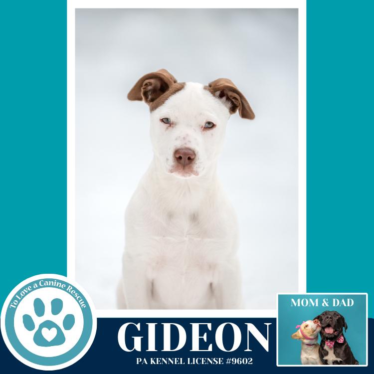 Enlarge Gideon (Anabelle-Solomon Pup) 020726, a Adoptable mixed breed in Kimberton, PA image 3/6