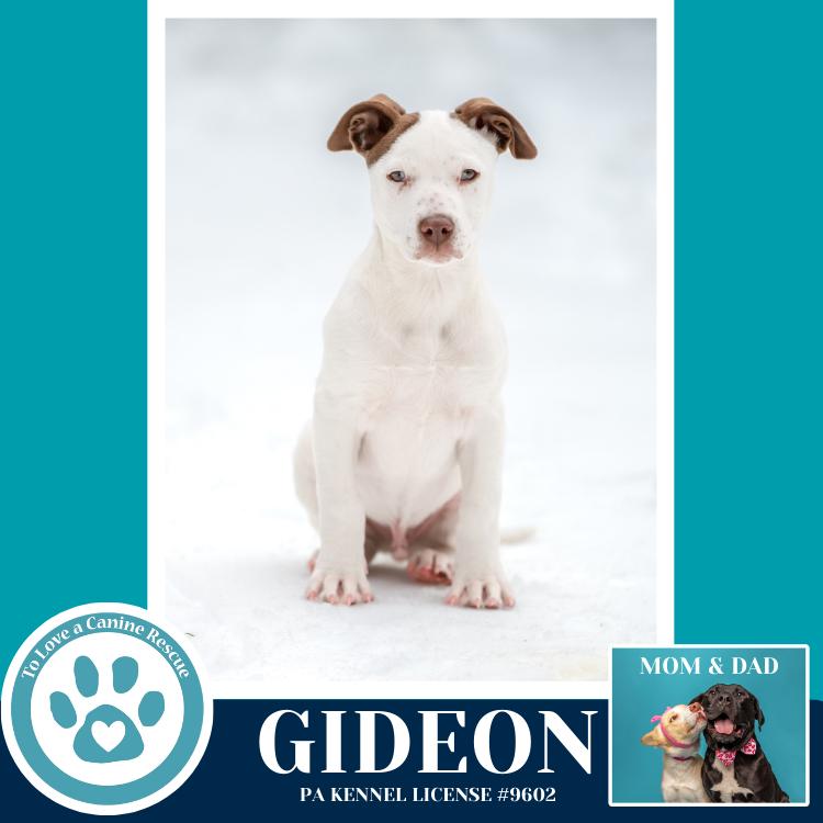 Enlarge Gideon (Anabelle-Solomon Pup) 020726, a Adoptable mixed breed in Kimberton, PA image 4/6