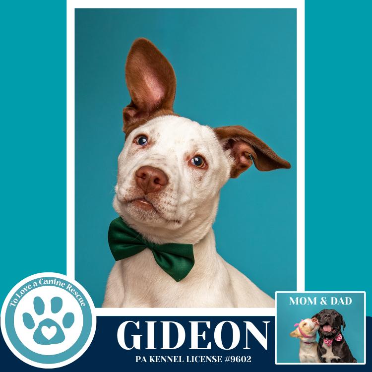Enlarge Gideon (Anabelle-Solomon Pup) 020726, a Adoptable mixed breed in Kimberton, PA image 5/6