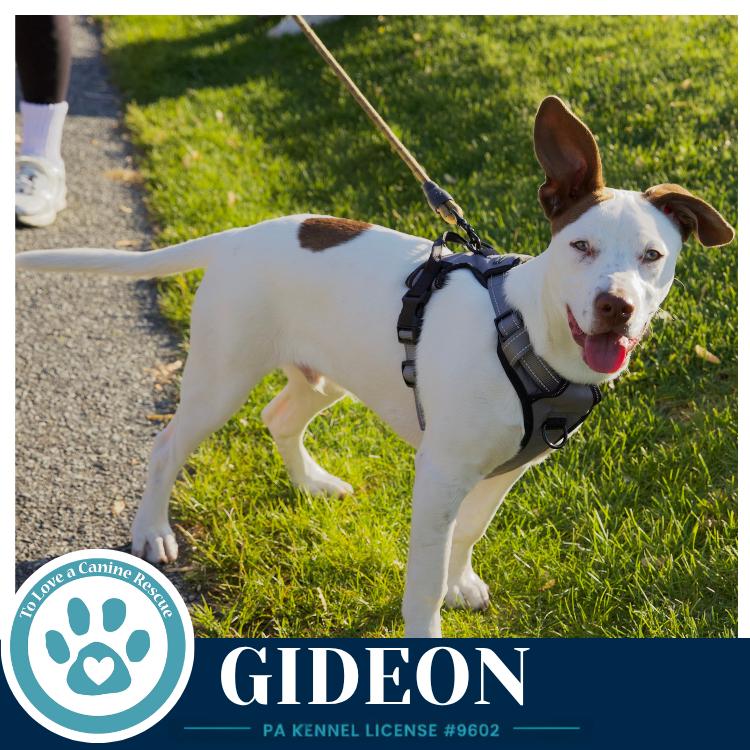 Enlarge Gideon (Anabelle-Solomon Pup) 020726, a Adoptable mixed breed in Kimberton, PA image 4/5