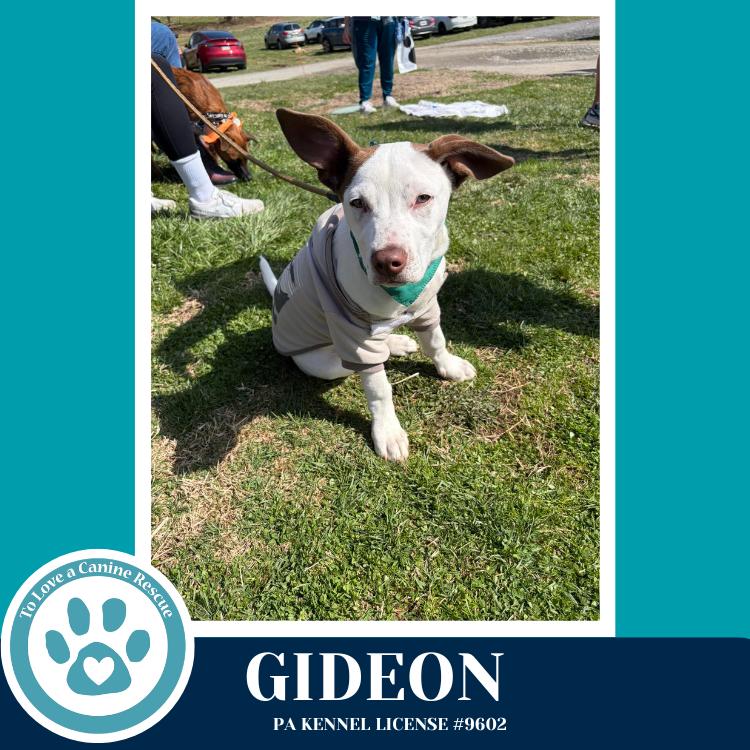 Enlarge Gideon (Anabelle-Solomon Pup) 020726, a Adoptable mixed breed in Kimberton, PA image 6/6