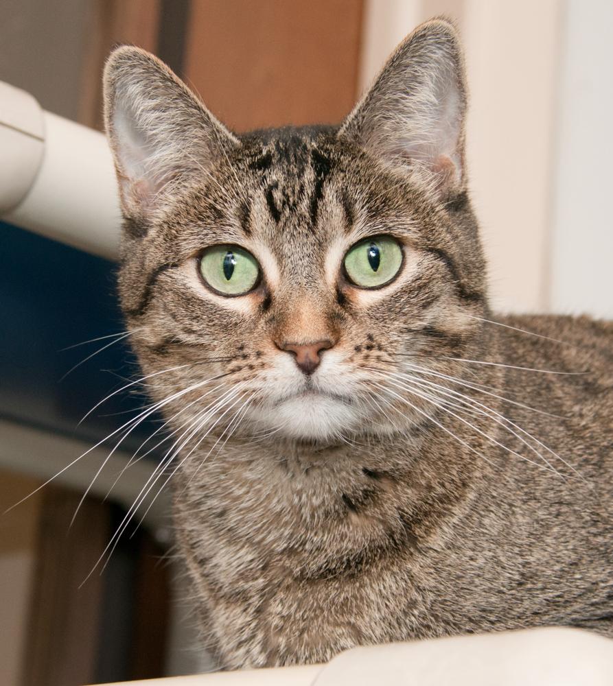 Jack (gets adopted with Jill), a Adoptable Tabby in Westminster, CO image 1/5