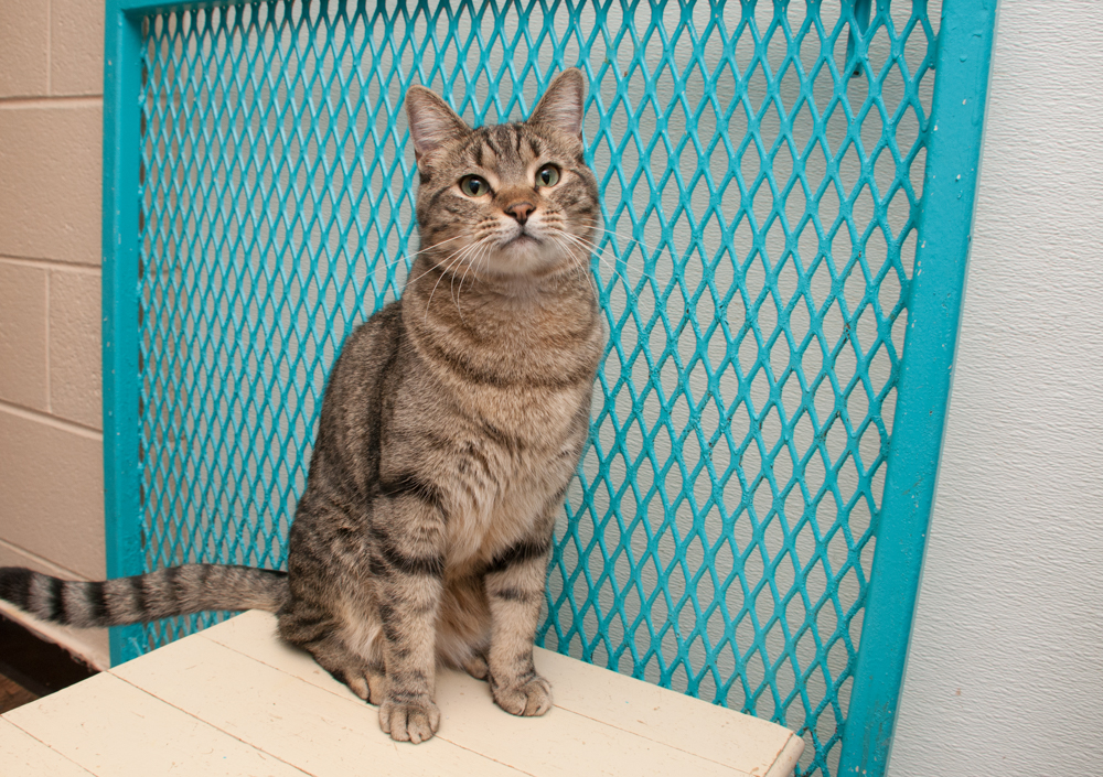 Jack (gets adopted with Jill), a Adoptable Tabby in Westminster, CO image 4/5