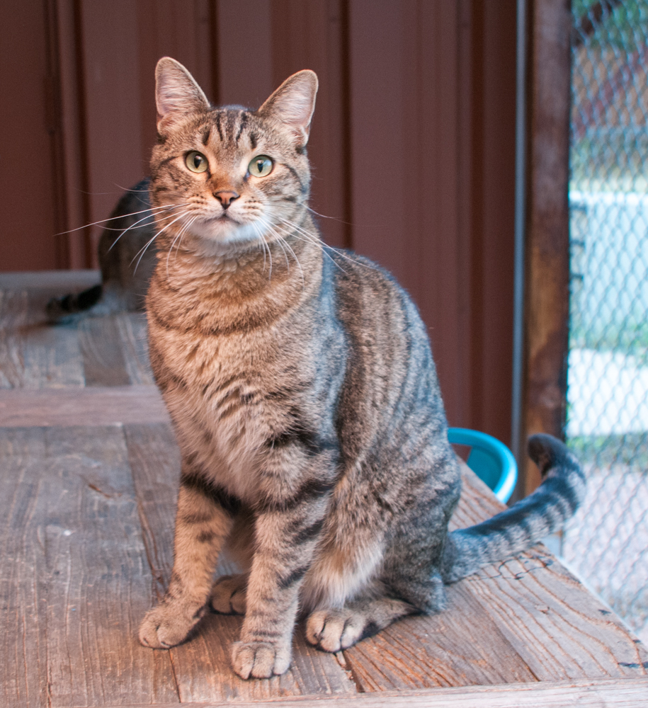 Jack (gets adopted with Jill), a Adoptable Tabby in Westminster, CO image 2/5