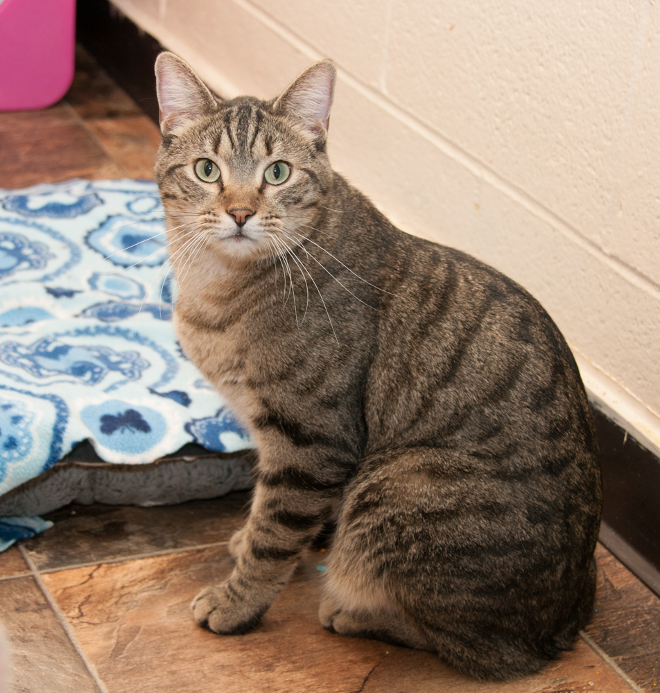 Jack (gets adopted with Jill), a Adoptable Tabby in Westminster, CO image 5/5