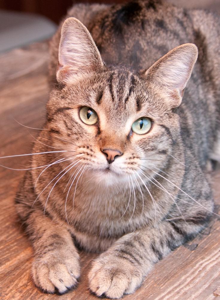 Jack (gets adopted with Jill), Adoptable, Adult Male Tabby.
