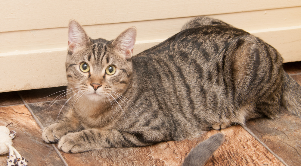 Jack (gets adopted with Jill), a Adoptable Tabby in Westminster, CO image 3/5