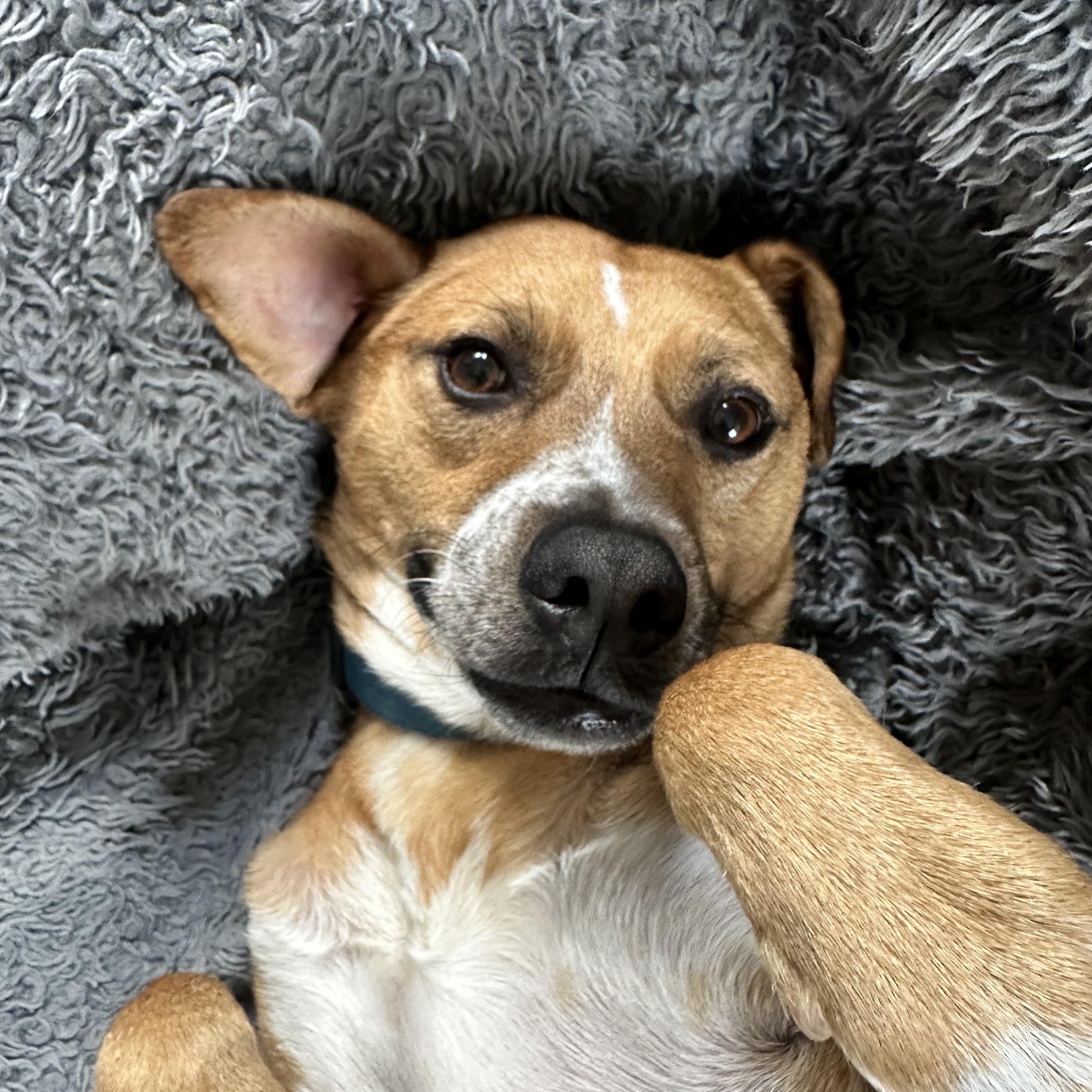 Dog available for adoption - None