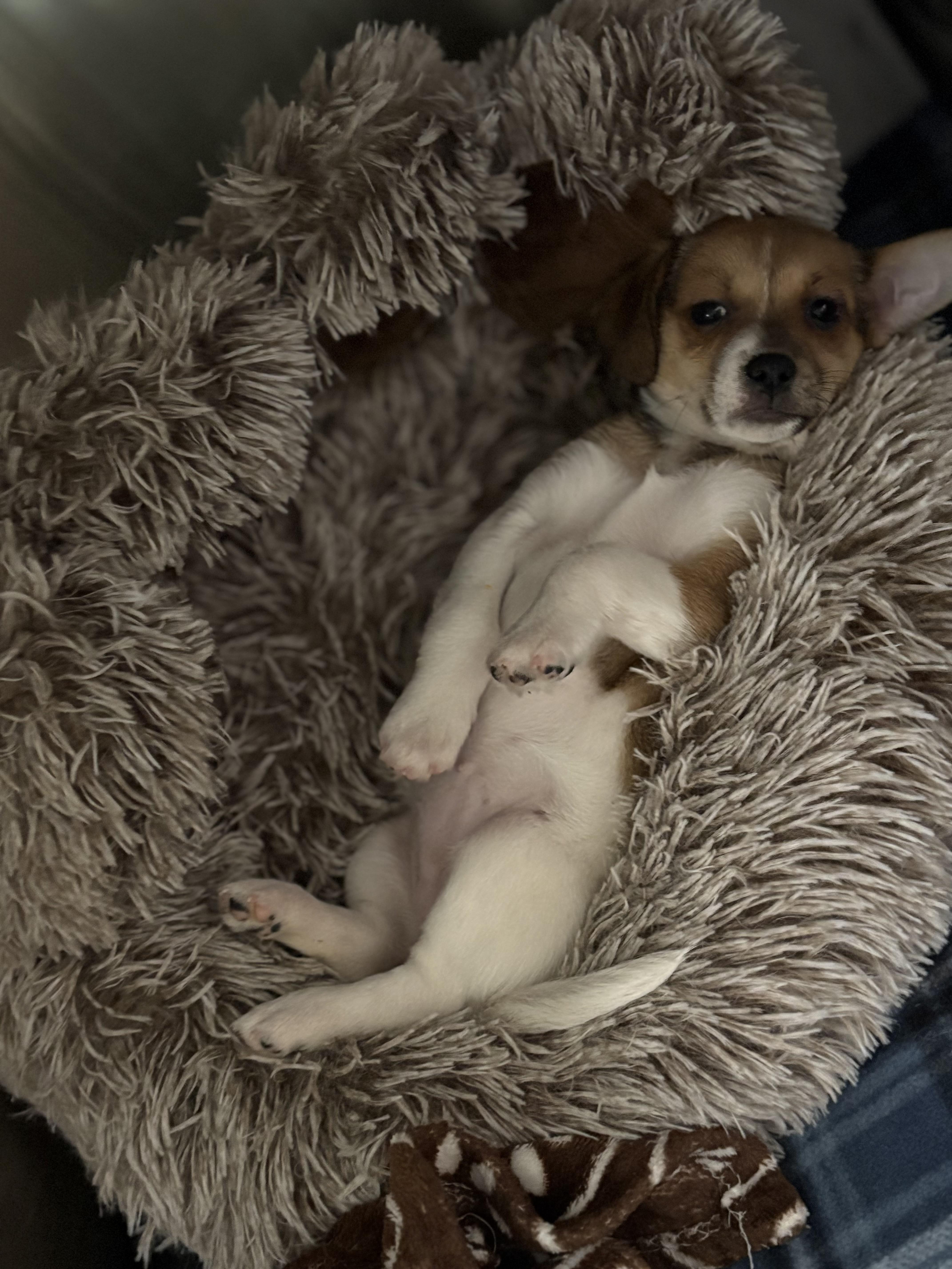 Blossom, a ADOPTABLE mixed breed in Red Bluff, CA image 4/4