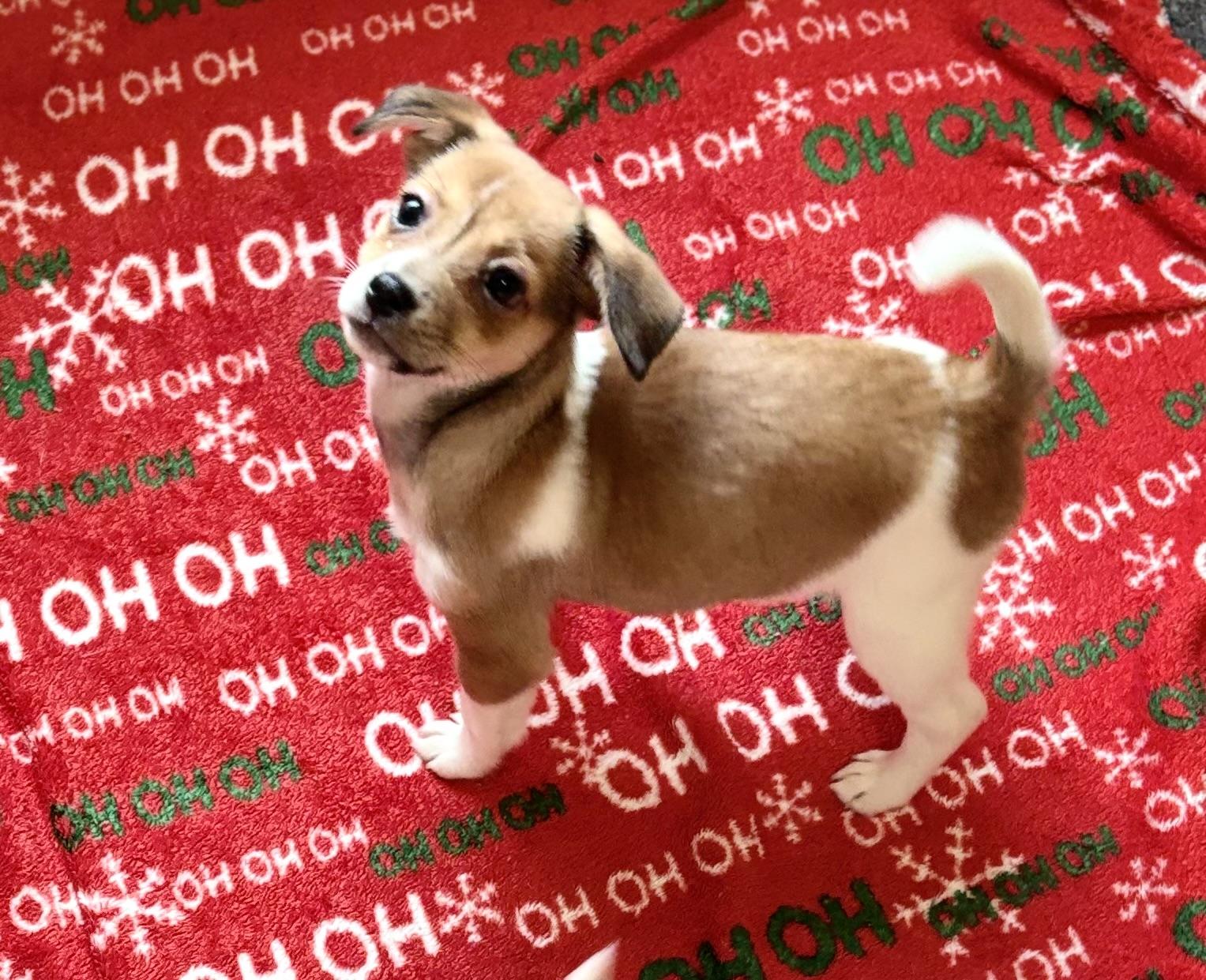 Blossom, ADOPTABLE, Puppy Female Terrier & Chihuahua.