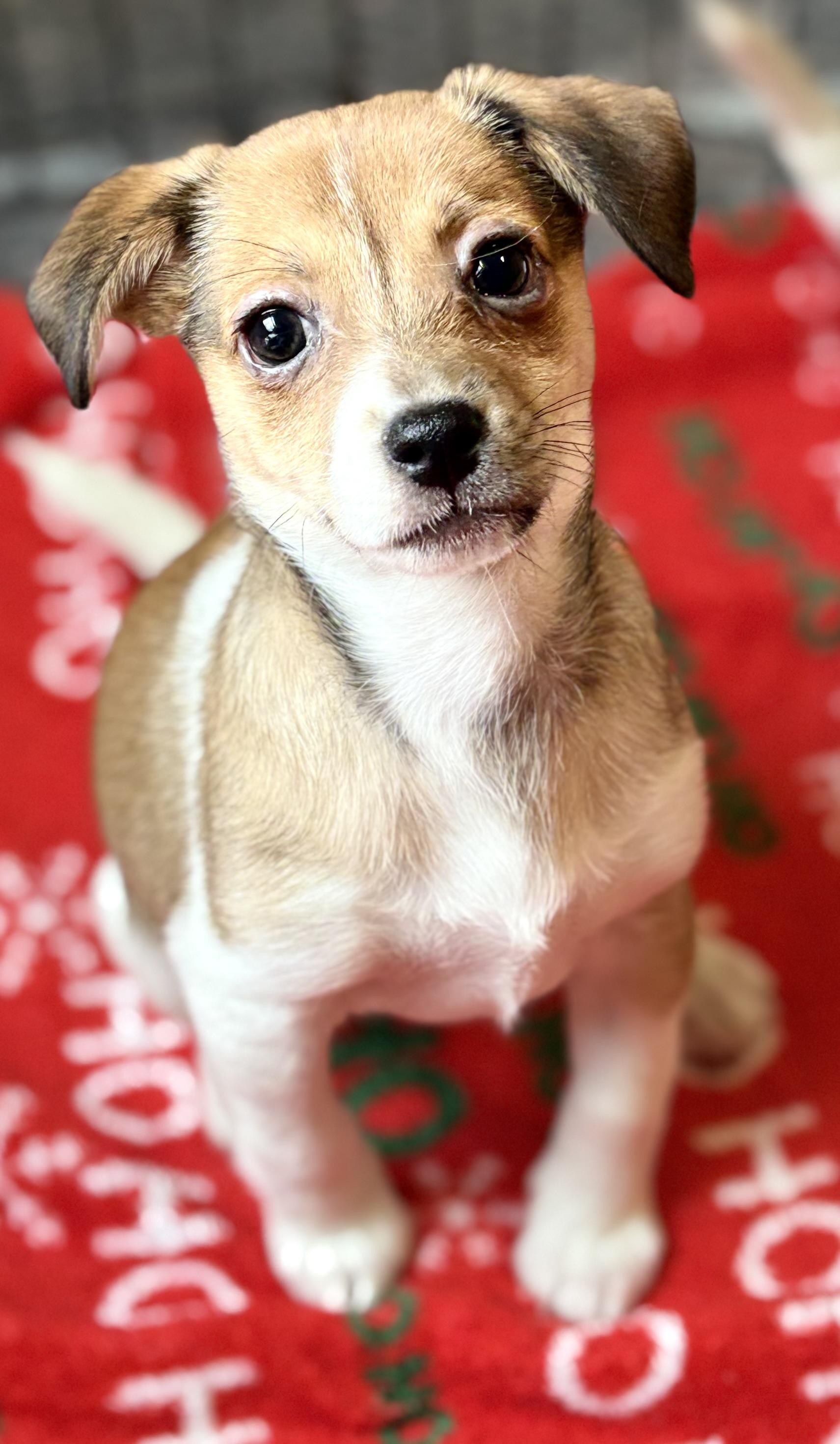 Blossom, a ADOPTABLE mixed breed in Red Bluff, CA image 2/4