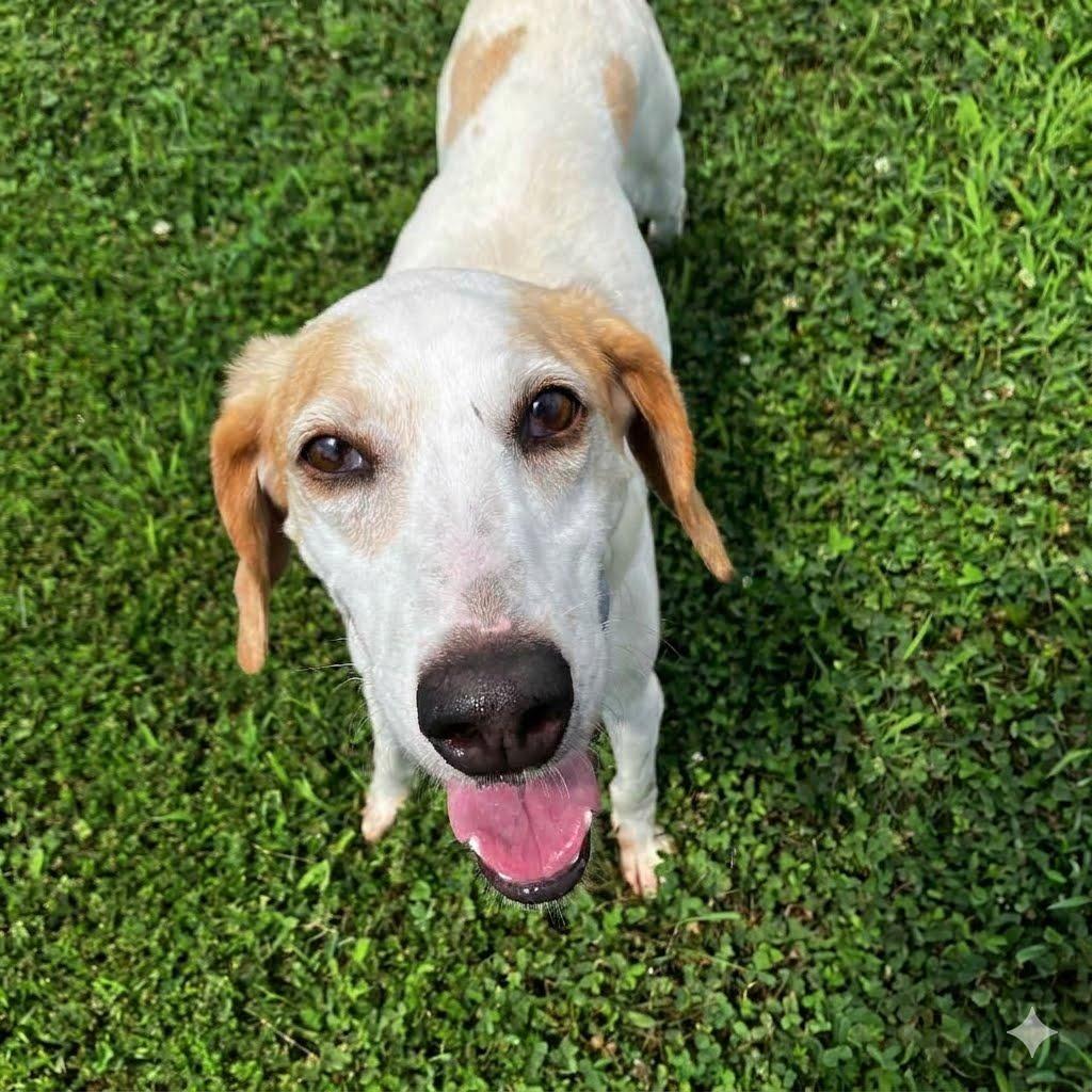 Tini, Adoptable, Adult Female Hound.