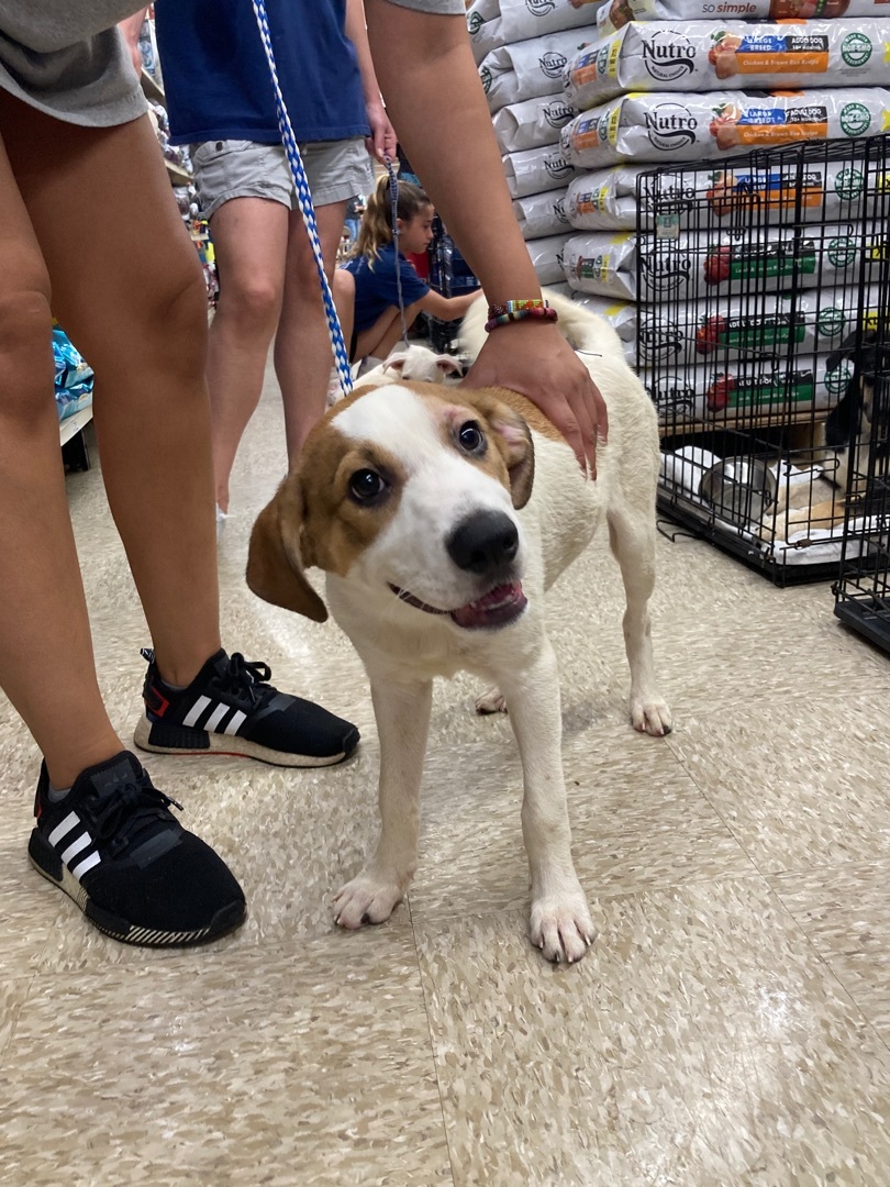 Happy, a Adoptable mixed breed in Plano, TX image 1/2