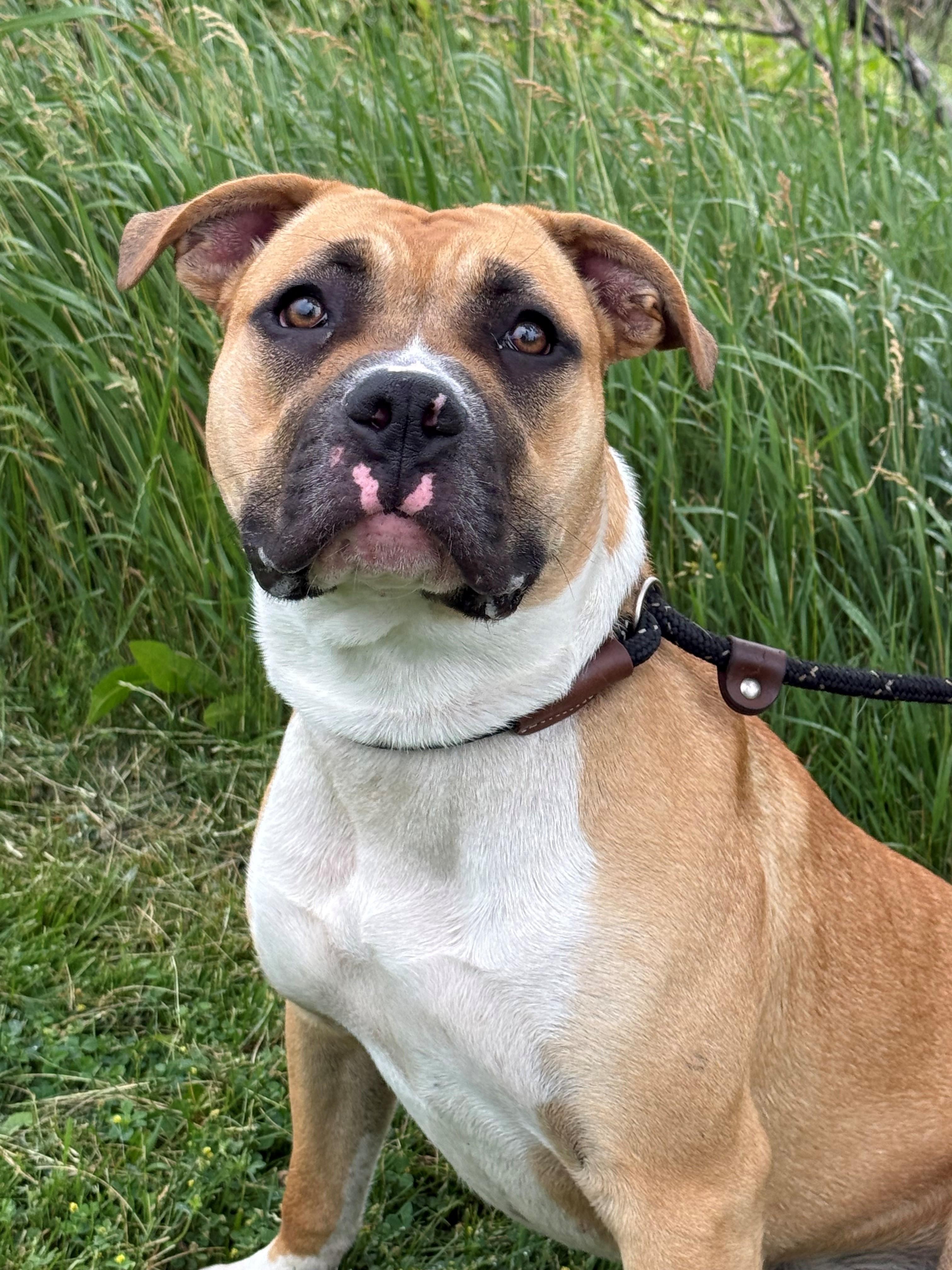 Enlarge Livvy, an adoptable mixed breed in Hamilton, ON image 2/6