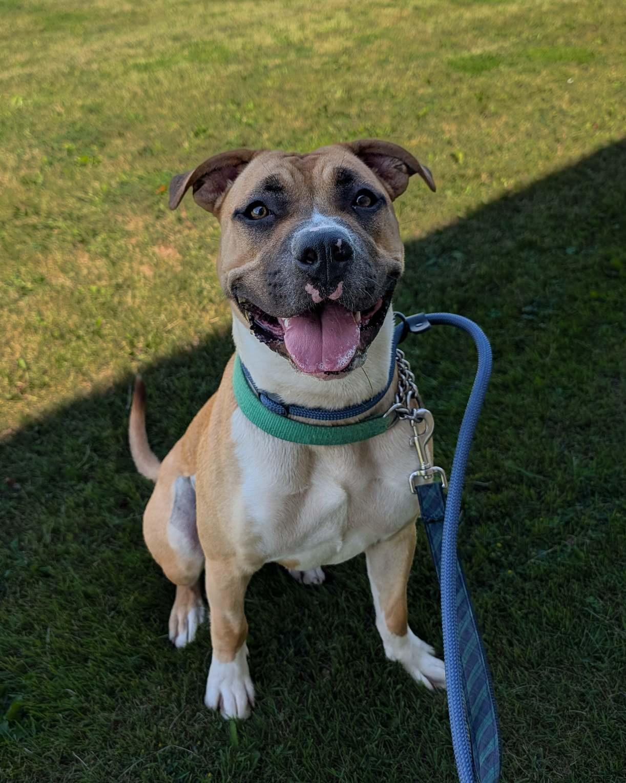 Livvy, adoptable, Adult Female American Bully.