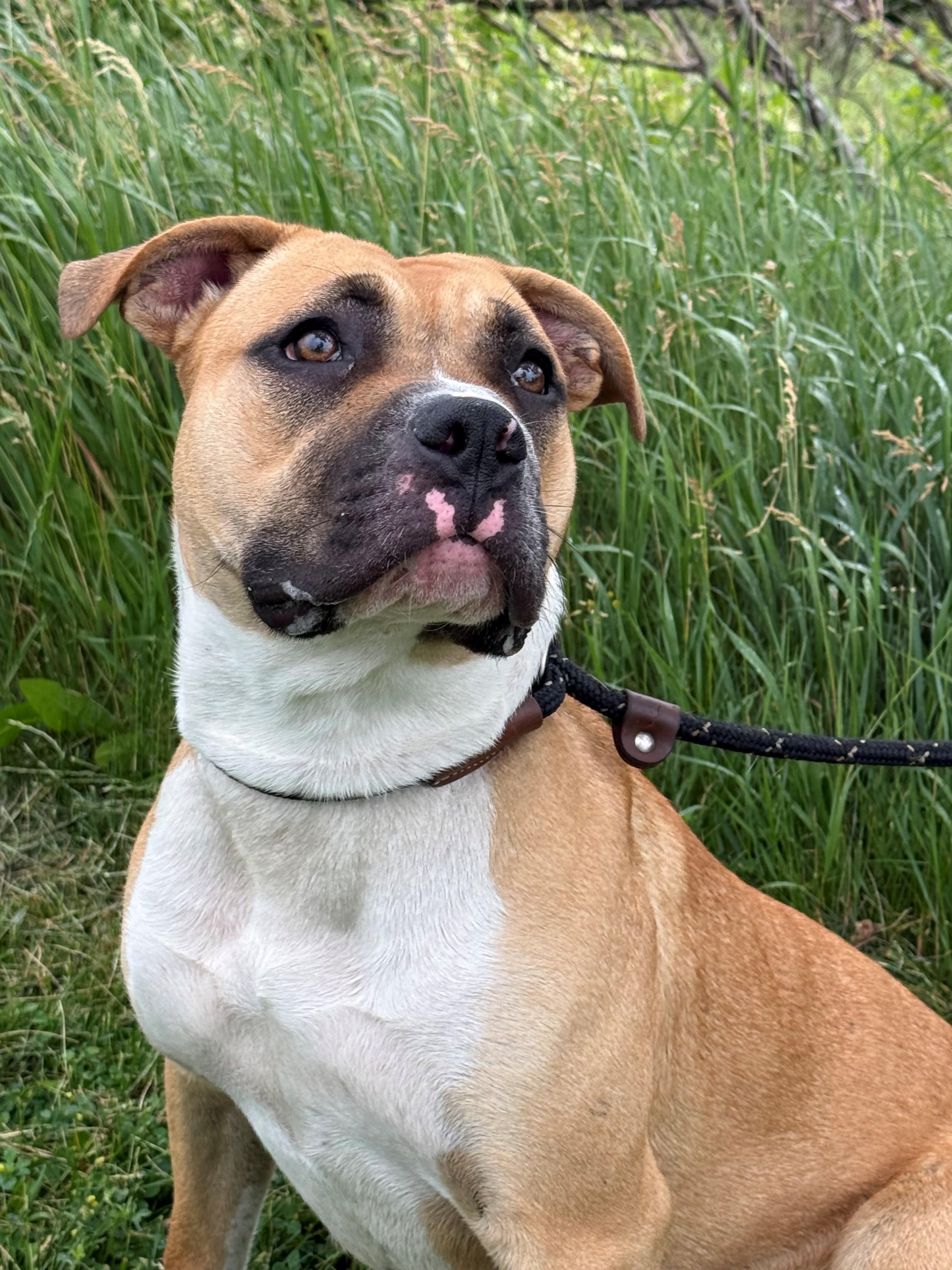 Enlarge Livvy, an adoptable mixed breed in Hamilton, ON image 4/6