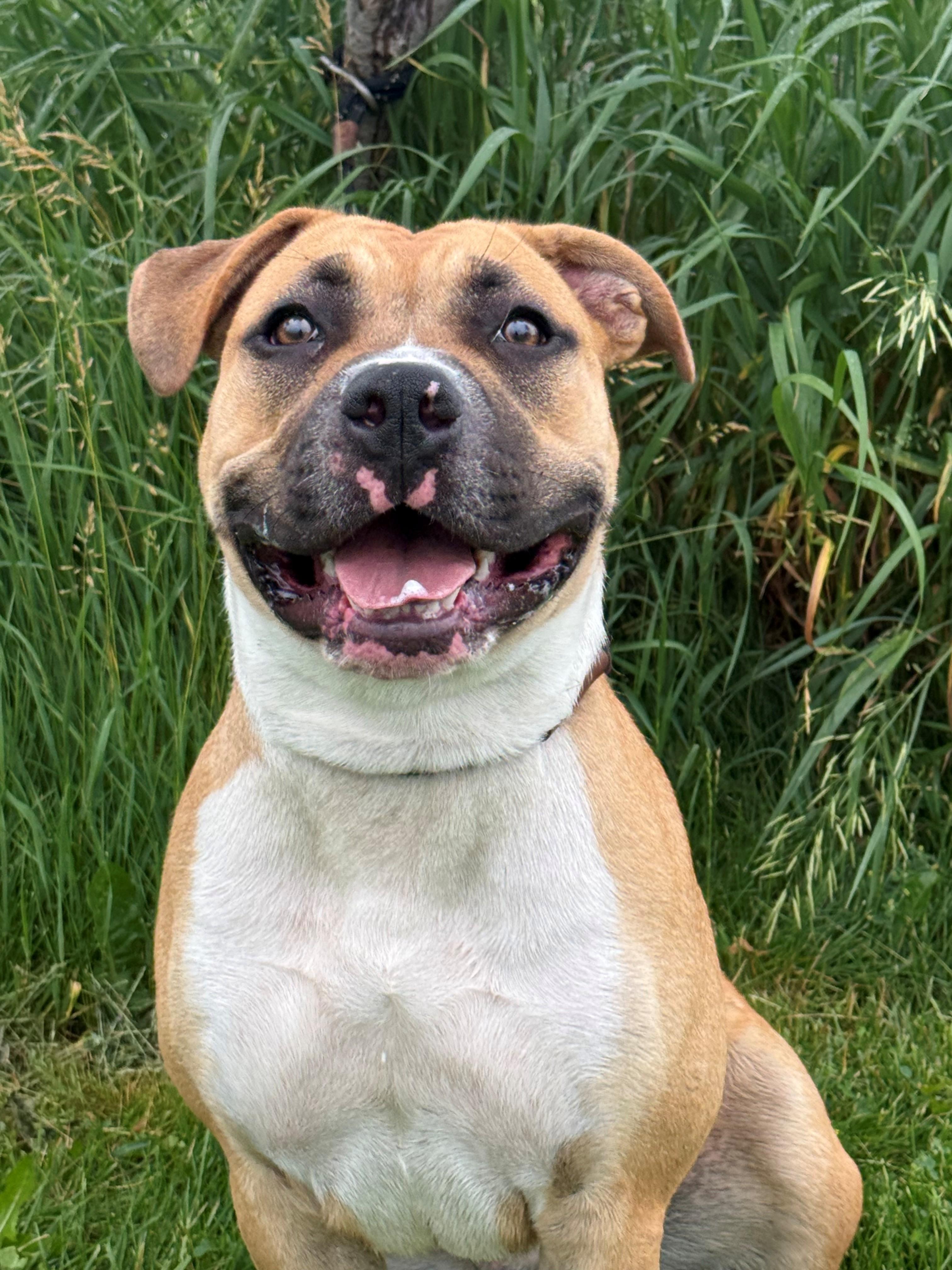 Enlarge Livvy, an adoptable mixed breed in Hamilton, ON image 1/6