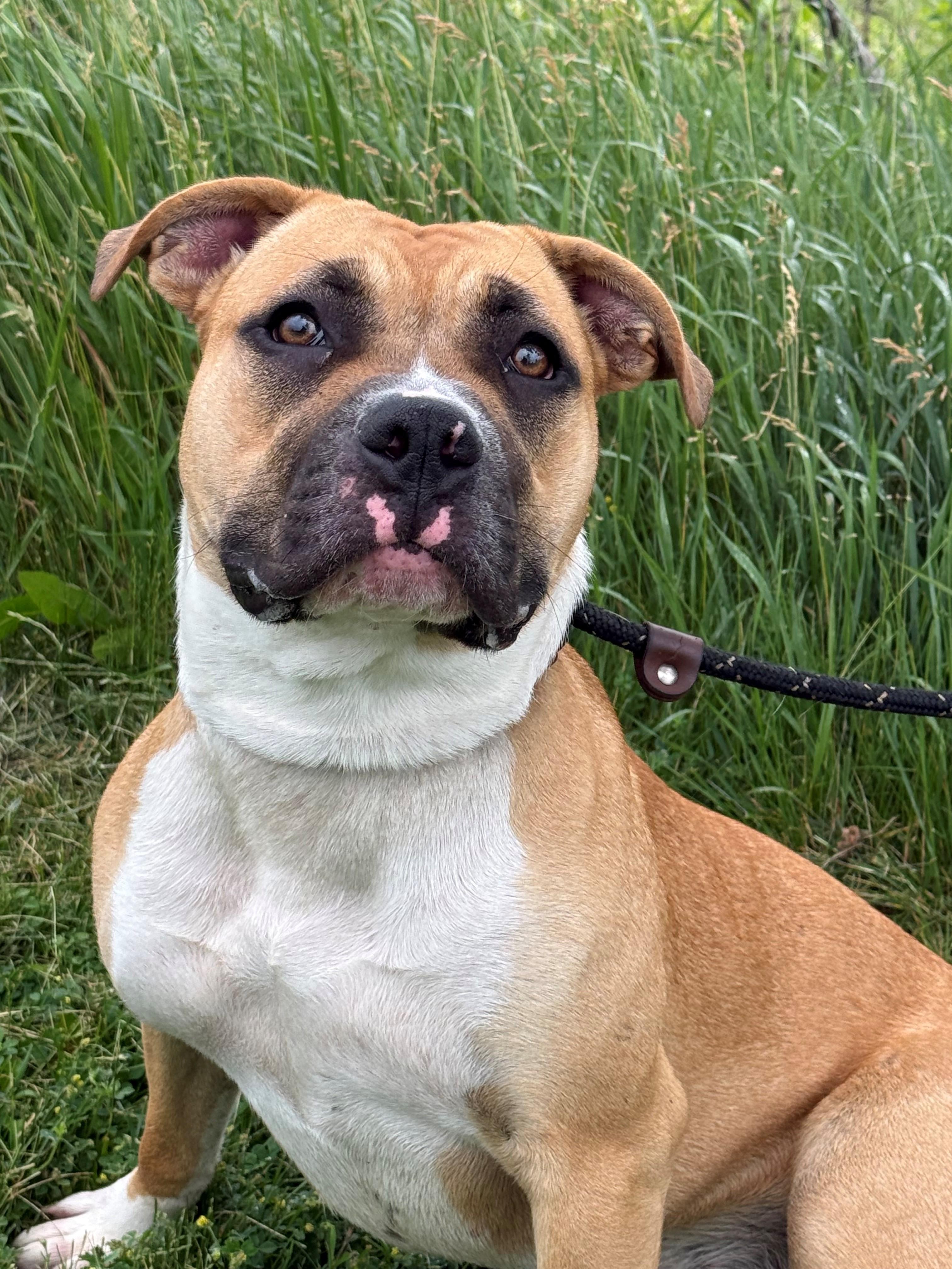 Enlarge Livvy, an adoptable mixed breed in Hamilton, ON image 3/6