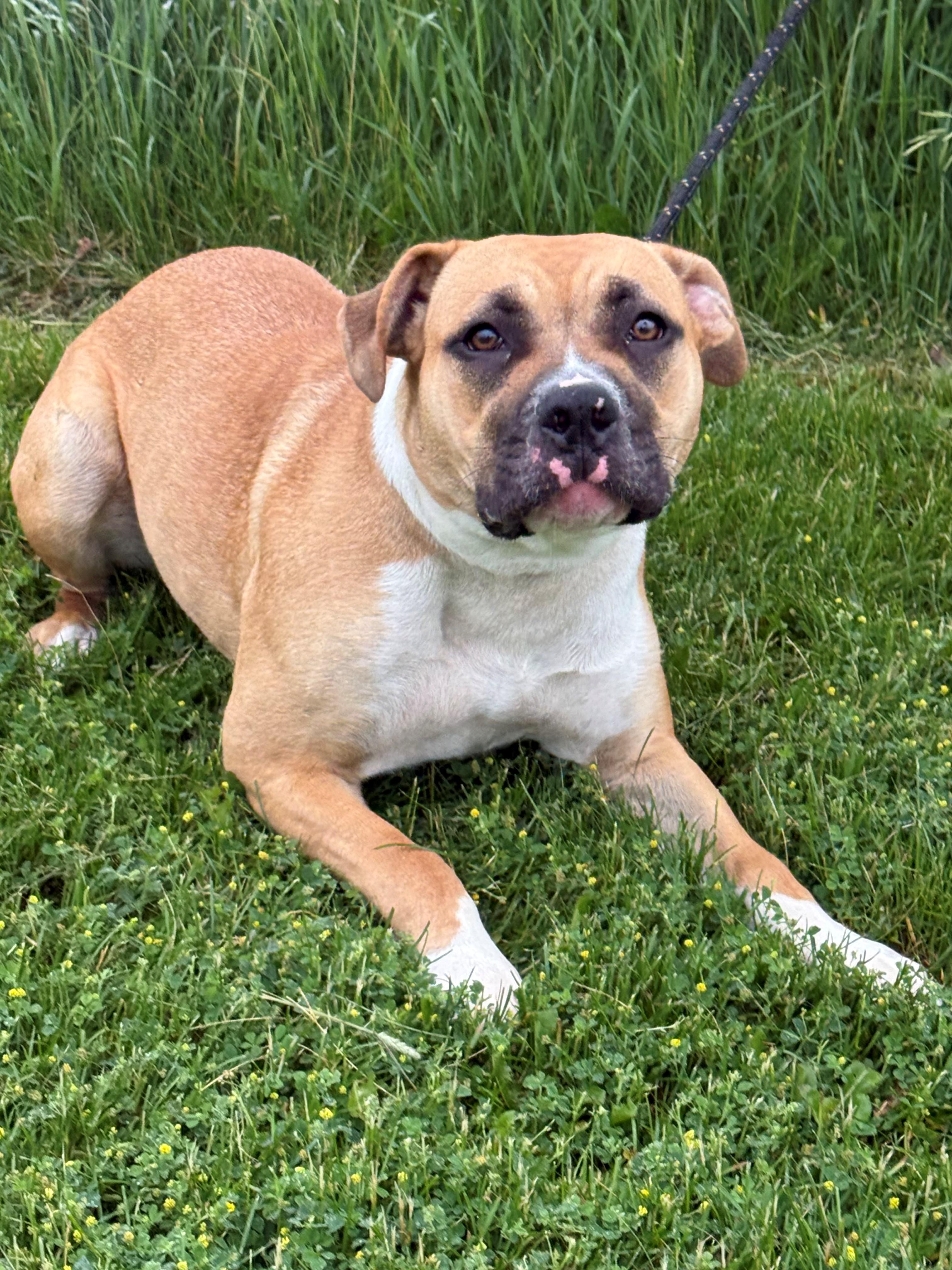 Enlarge Livvy, an adoptable mixed breed in Hamilton, ON image 6/6