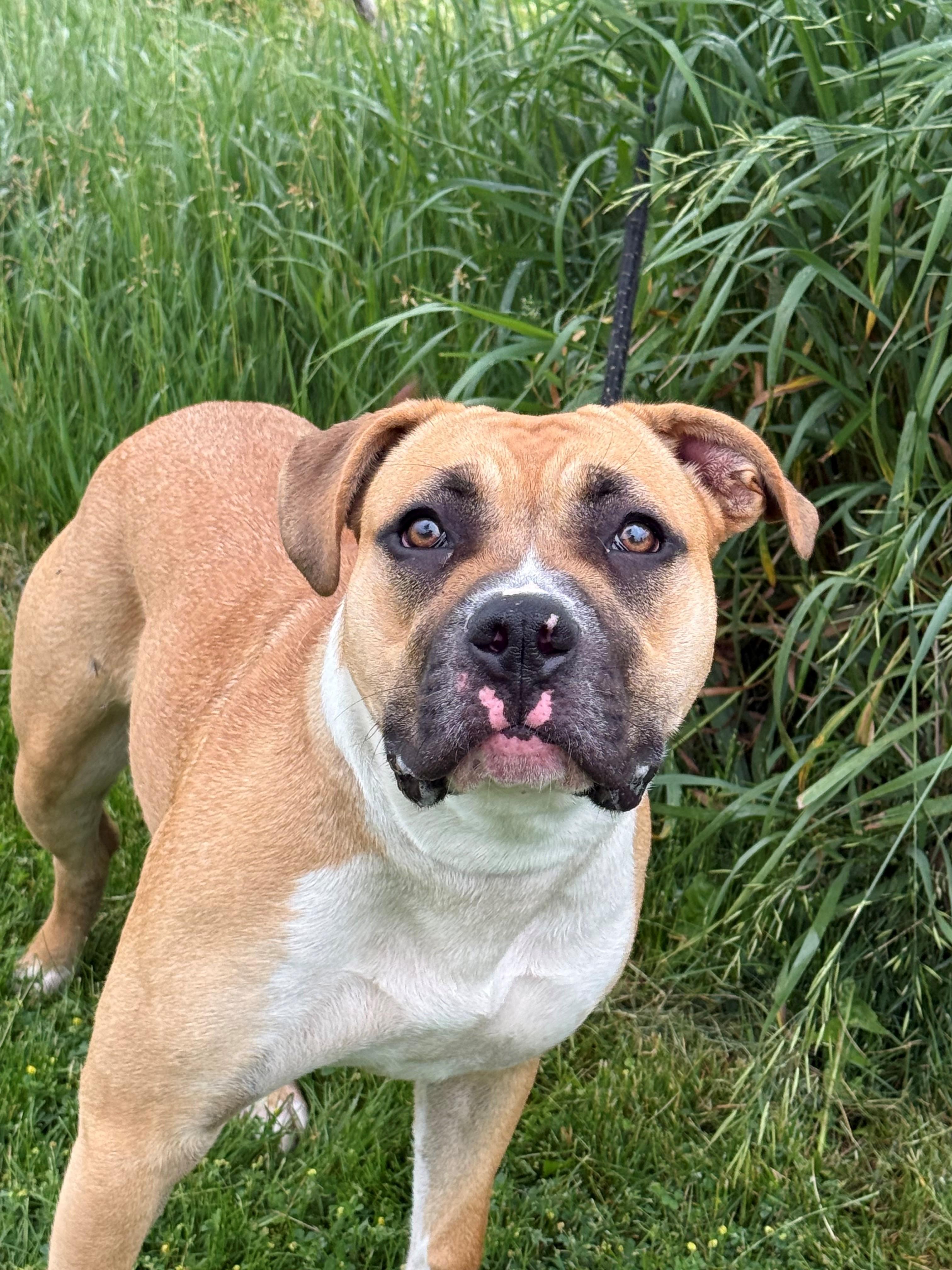Enlarge Livvy, an adoptable mixed breed in Hamilton, ON image 5/6
