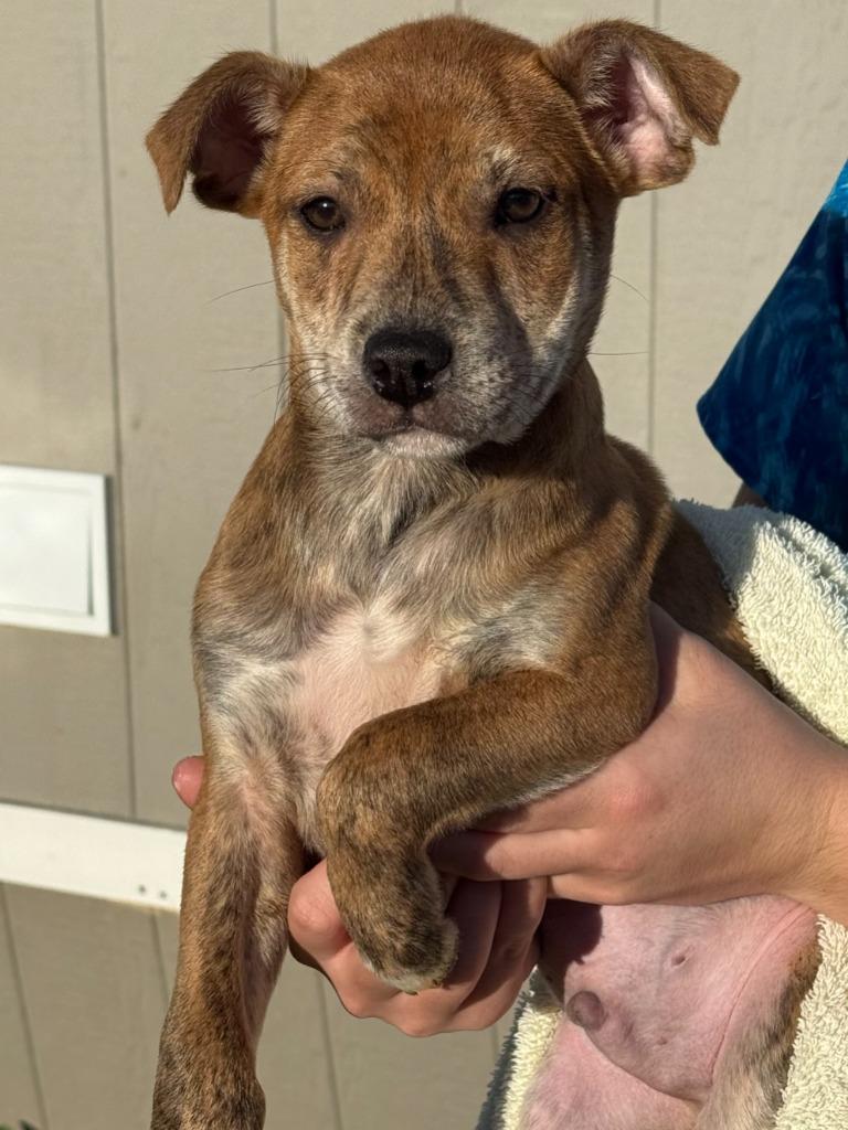 Enlarge Prosciutto, a Adoptable mixed breed in Vacaville, CA image 1/1