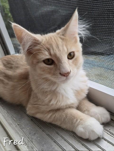 Fred, an adopted Domestic Long Hair in Fredericton, NB image 3/4