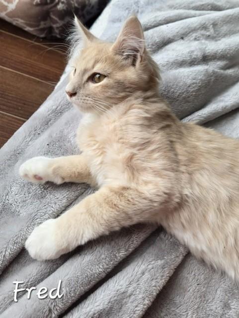 Fred, an adopted Domestic Long Hair in Fredericton, NB image 4/4