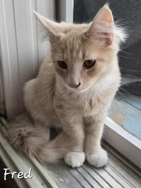 Fred, an adopted Domestic Long Hair in Fredericton, NB image 2/4