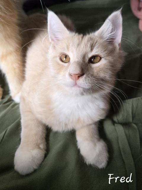 Fred, adopted, Kitten Male Domestic Long Hair.