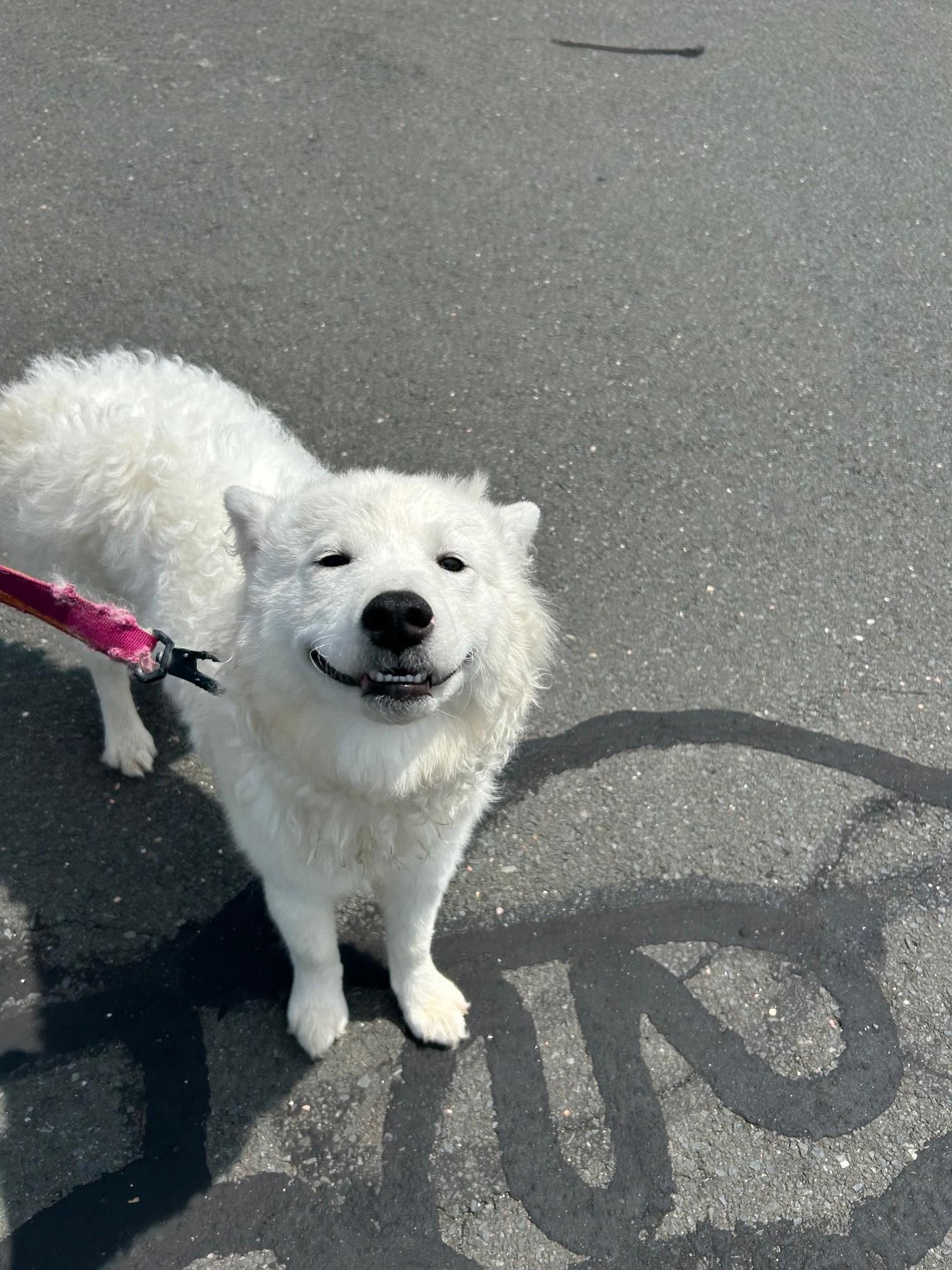 Adopt Samoyed Dog: Discover Joyful Companionship
