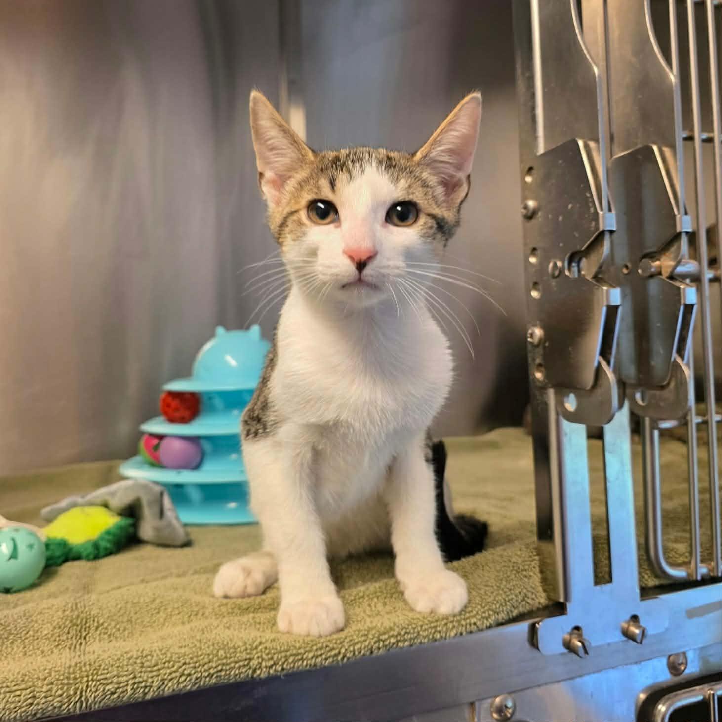 Ad-Rock, Adoptable, Kitten Male Domestic Short Hair.