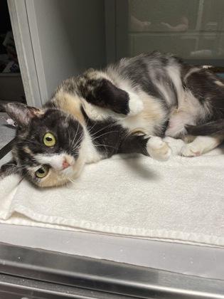 Mojo, Adoptable, Adult Female Domestic Short Hair & Domestic Short Hair.