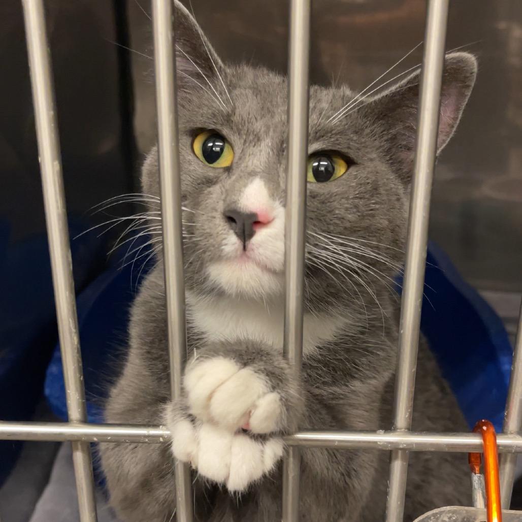 Enlarge Violet, a Adoptable Domestic Short Hair in Lake Panasoffkee, FL image 1/1