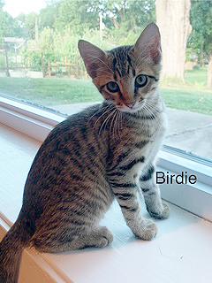 Birdie
