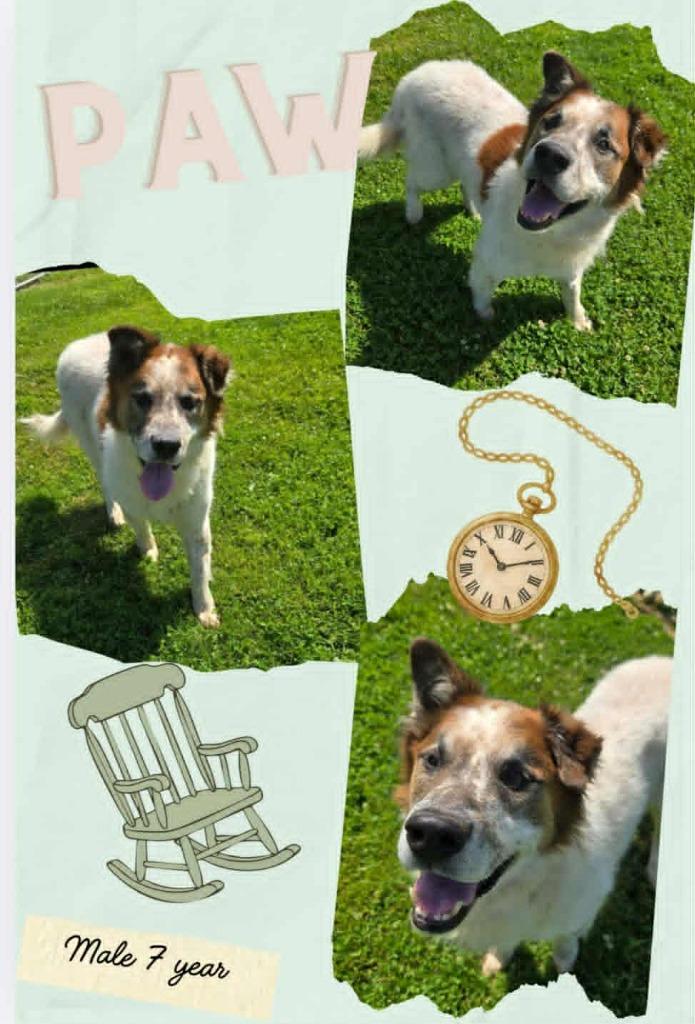 Enlarge Paw, a Adoptable mixed breed in Blountville, TN image 1/1
