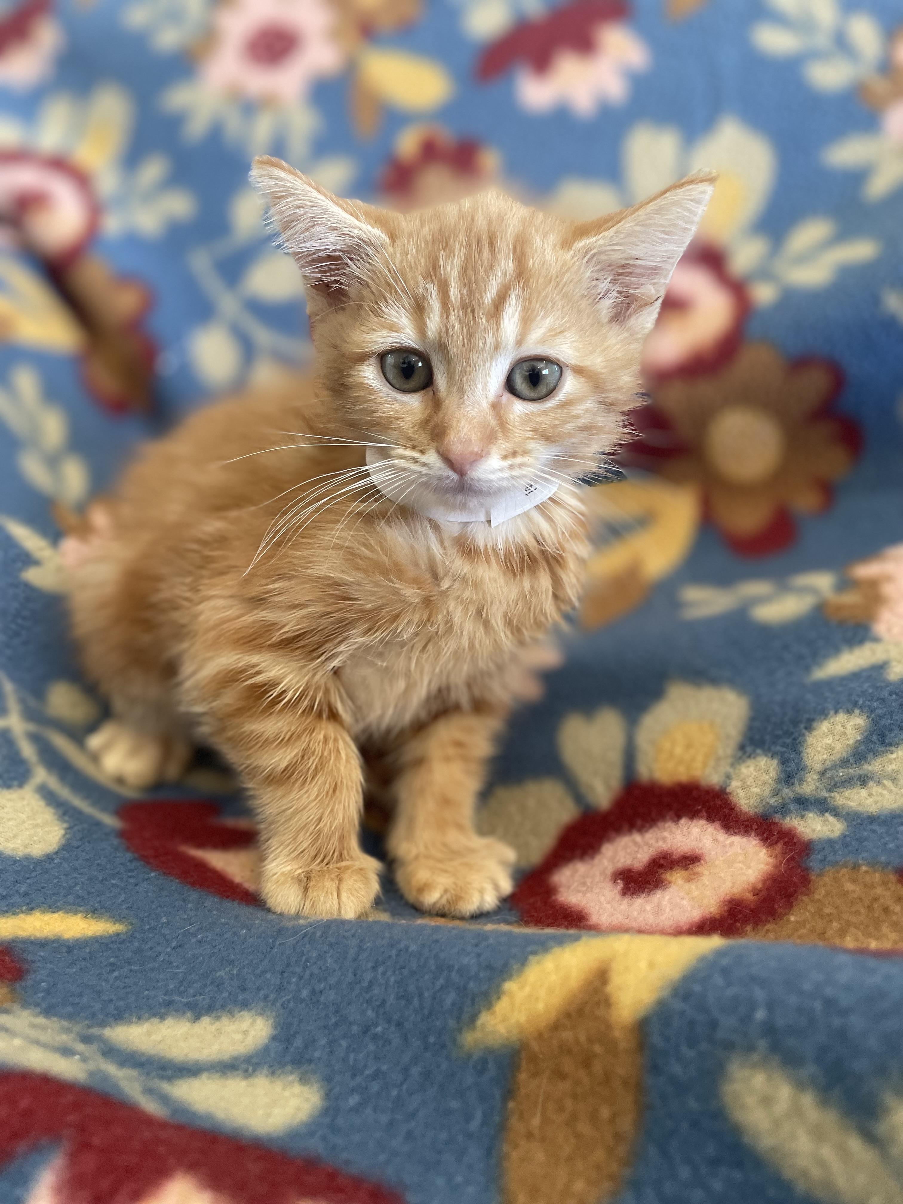 Tangerine, ADOPTABLE, Kitten Female Domestic Short Hair.